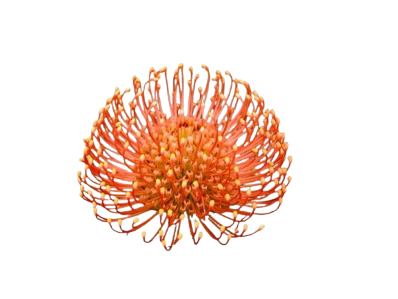 Beautiful flower symbol