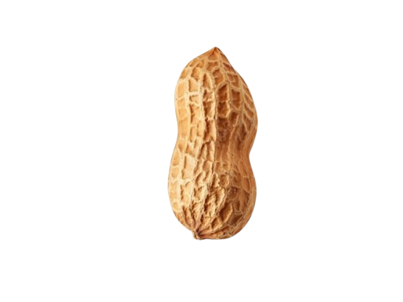Groundnut symbol